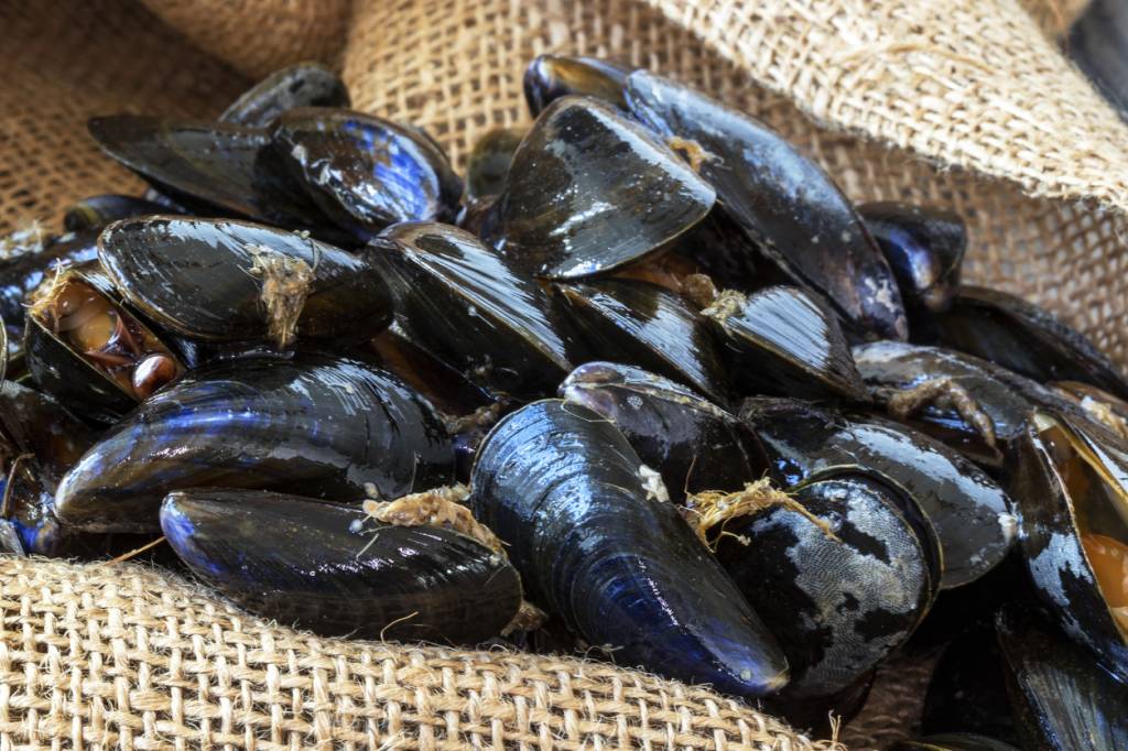 Quelle est la saison des moules ? Explications et calendrier