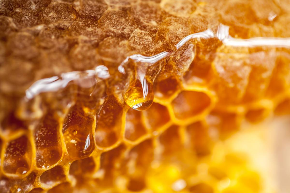 Trois pots de miels atypiques Manuka châtaignier sarrasin